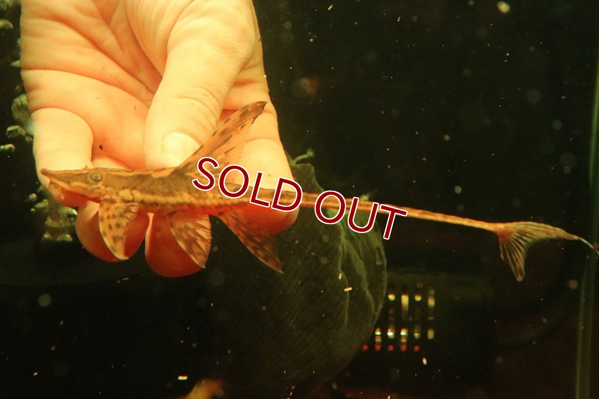 画像3: 【淡水魚】【通販】ペア販売 ロイヤルファロエラ 【１ペア 個体販売】(±雄15 雌11cm)(ロリカリア)(生体)(熱帯魚)NK (3)