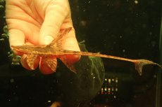 画像3: 【淡水魚】【通販】ペア販売 ロイヤルファロエラ 【１ペア 個体販売】(±雄15 雌11cm)(ロリカリア)(生体)(熱帯魚)NK (3)