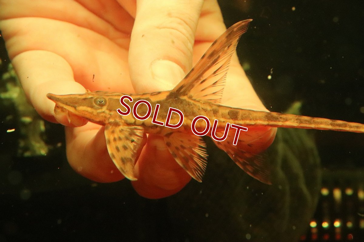 画像4: 【淡水魚】【通販】ペア販売 ロイヤルファロエラ 【１ペア 個体販売】(±雄15 雌11cm)(ロリカリア)(生体)(熱帯魚)NK (4)