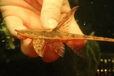 画像4: 【淡水魚】【通販】ペア販売 ロイヤルファロエラ 【１ペア 個体販売】(±雄15 雌11cm)(ロリカリア)(生体)(熱帯魚)NK (4)