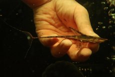 画像5: 【淡水魚】【通販】ペア販売 ロイヤルファロエラ 【１ペア 個体販売】(±雄15 雌11cm)(ロリカリア)(生体)(熱帯魚)NK (5)