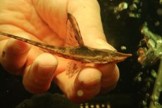 画像6: 【淡水魚】【通販】ペア販売 ロイヤルファロエラ 【１ペア 個体販売】(±雄15 雌11cm)(ロリカリア)(生体)(熱帯魚)NK (6)