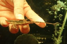 画像7: 【淡水魚】【通販】ペア販売 ロイヤルファロエラ 【１ペア 個体販売】(±雄15 雌11cm)(ロリカリア)(生体)(熱帯魚)NK (7)