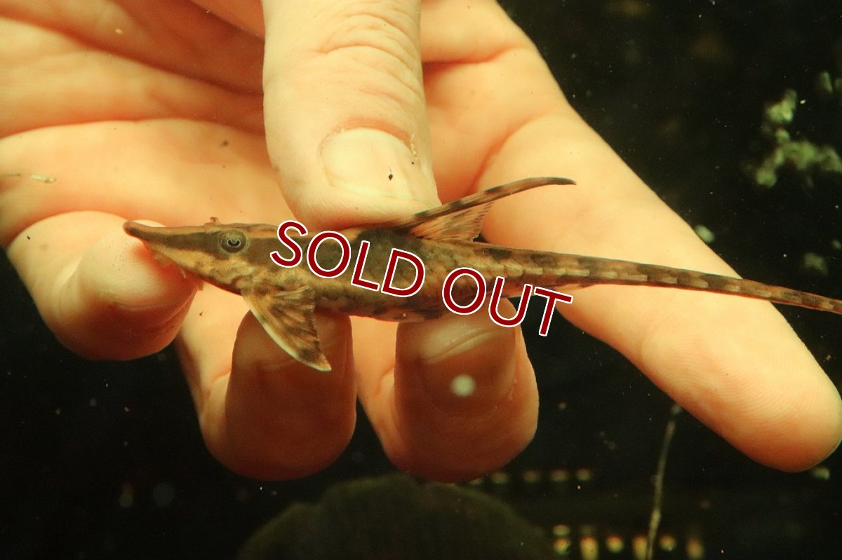 画像8: 【淡水魚】【通販】ペア販売 ロイヤルファロエラ 【１ペア 個体販売】(±雄15 雌11cm)(ロリカリア)(生体)(熱帯魚)NK (8)