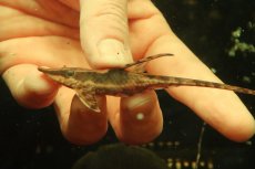 画像8: 【淡水魚】【通販】ペア販売 ロイヤルファロエラ 【１ペア 個体販売】(±雄15 雌11cm)(ロリカリア)(生体)(熱帯魚)NK (8)