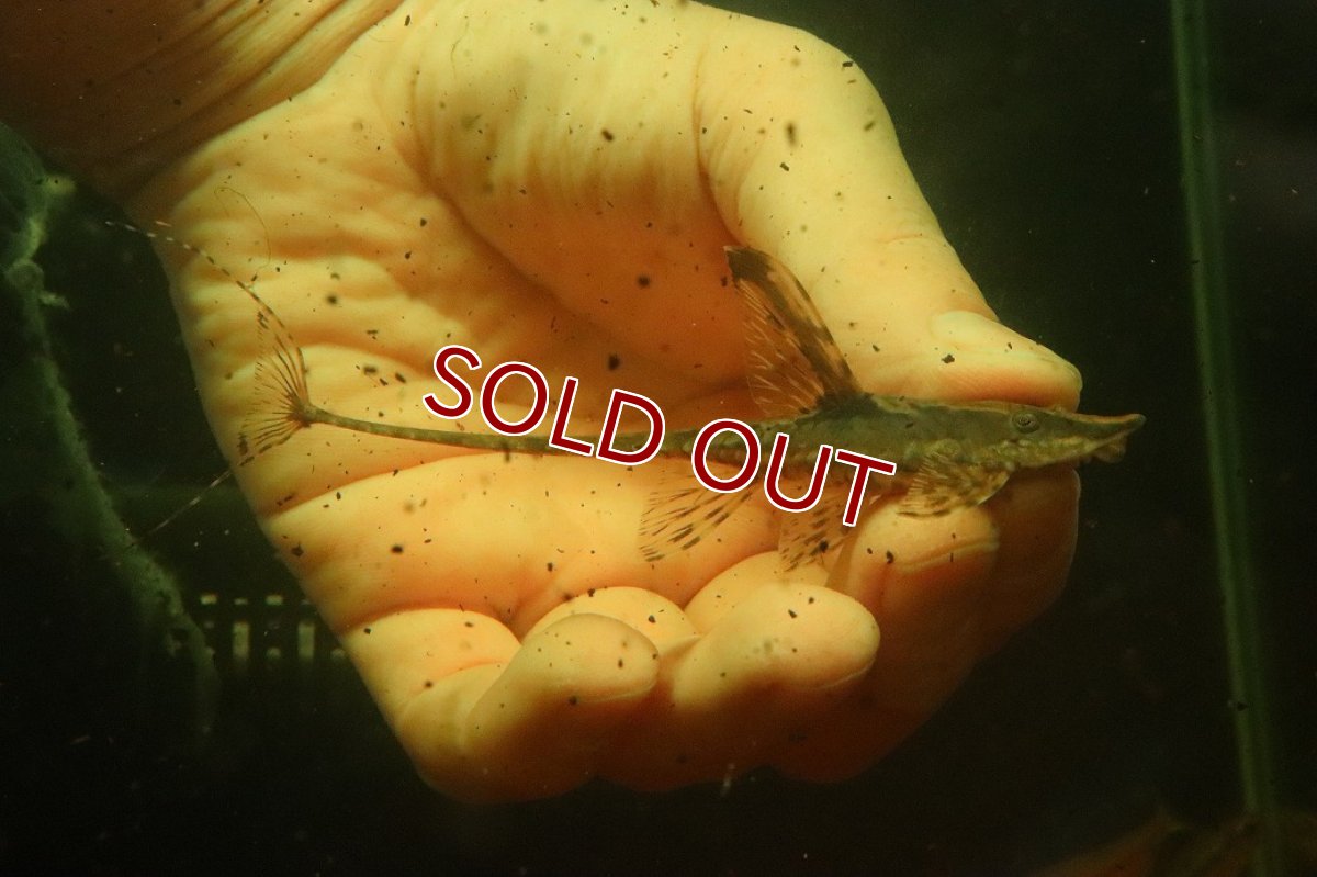 画像1: 【淡水魚】【通販】Lサイズ ロイヤルファロエラ メス個体【個体販売】(±11cm)(ロリカリア)(生体)(熱帯魚)NK (1)