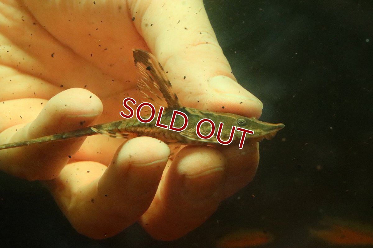 画像2: 【淡水魚】【通販】Lサイズ ロイヤルファロエラ メス個体【個体販売】(±11cm)(ロリカリア)(生体)(熱帯魚)NK (2)