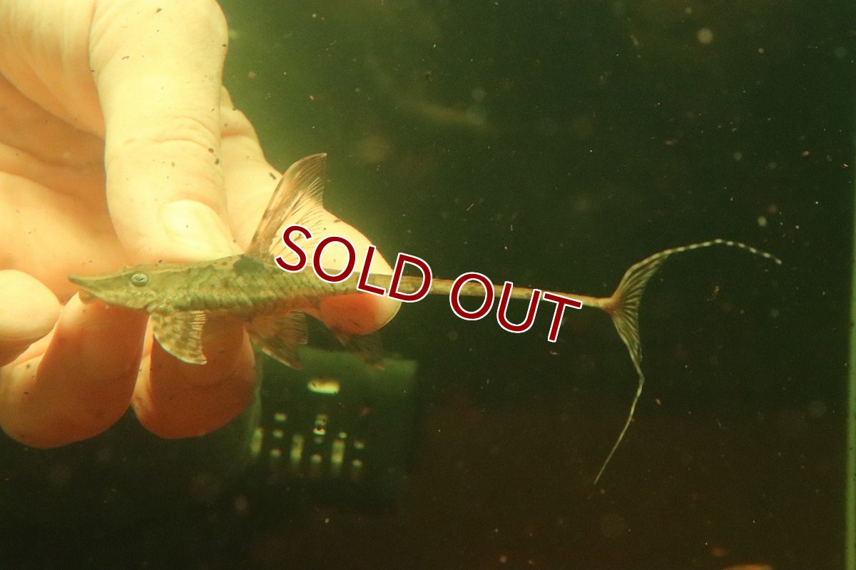 画像3: 【淡水魚】【通販】Lサイズ ロイヤルファロエラ メス個体【個体販売】(±11cm)(ロリカリア)(生体)(熱帯魚)NK (3)