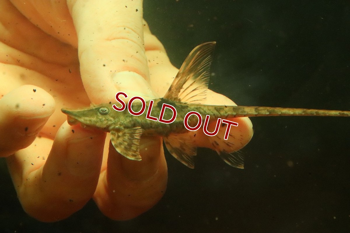 画像4: 【淡水魚】【通販】Lサイズ ロイヤルファロエラ メス個体【個体販売】(±11cm)(ロリカリア)(生体)(熱帯魚)NK (4)