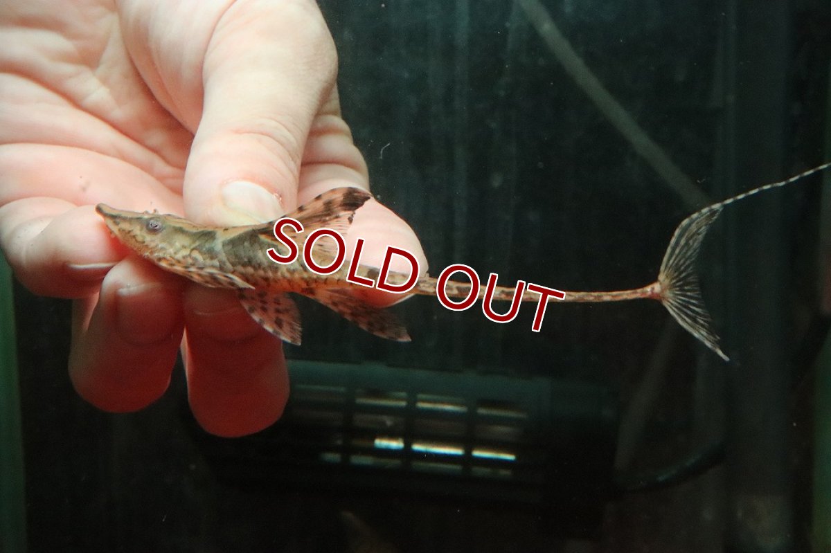 画像1: 【淡水魚】【通販】ペア販売 ロイヤルファロエラ【１ペア 個体販売】(±13-15cm)(ロリカリア)(生体)(熱帯魚)NKRK (1)