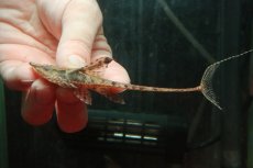 画像1: 【淡水魚】【通販】ペア販売 ロイヤルファロエラ【１ペア 個体販売】(±13-15cm)(ロリカリア)(生体)(熱帯魚)NKRK (1)