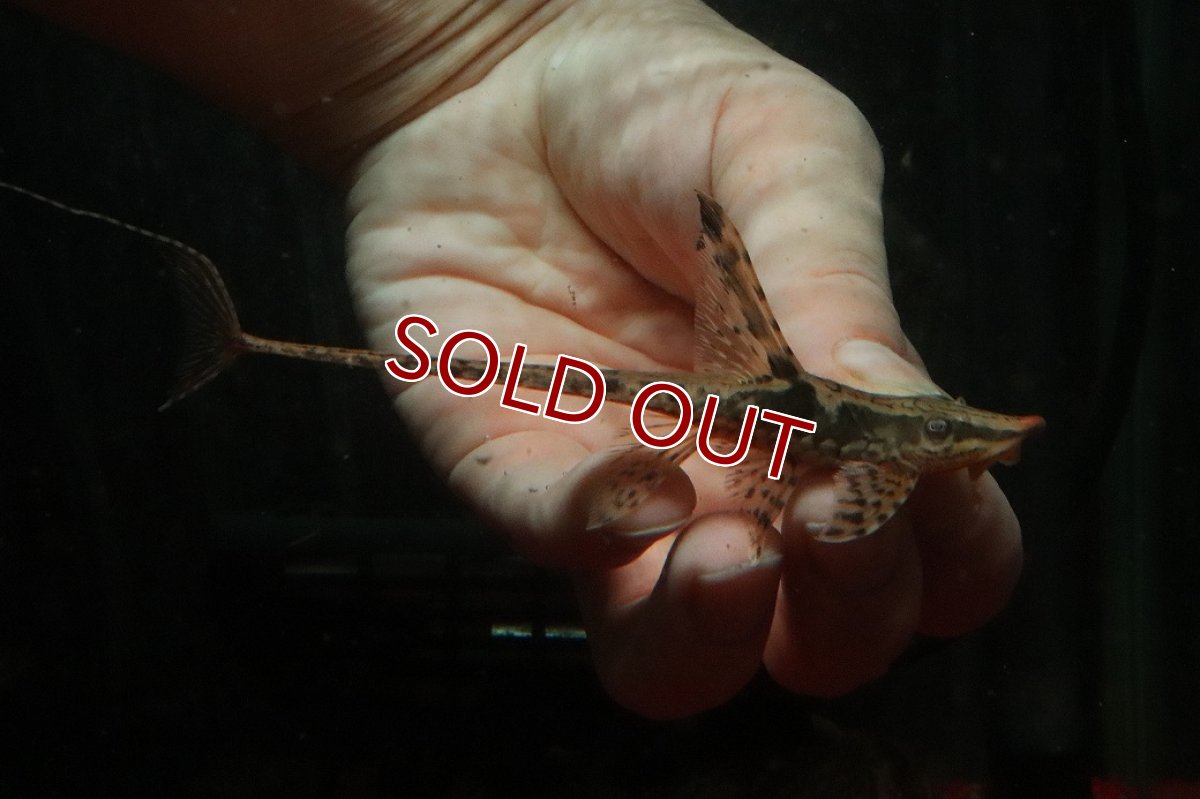 画像2: 【淡水魚】【通販】ペア販売 ロイヤルファロエラ【１ペア 個体販売】(±13-15cm)(ロリカリア)(生体)(熱帯魚)NKRK (2)