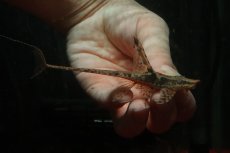 画像2: 【淡水魚】【通販】ペア販売 ロイヤルファロエラ【１ペア 個体販売】(±13-15cm)(ロリカリア)(生体)(熱帯魚)NKRK (2)