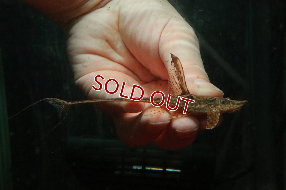 画像3: 【淡水魚】【通販】ペア販売 ロイヤルファロエラ【１ペア 個体販売】(±13-15cm)(ロリカリア)(生体)(熱帯魚)NKRK (3)