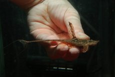 画像3: 【淡水魚】【通販】ペア販売 ロイヤルファロエラ【１ペア 個体販売】(±13-15cm)(ロリカリア)(生体)(熱帯魚)NKRK (3)