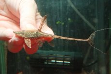 画像4: 【淡水魚】【通販】ペア販売 ロイヤルファロエラ【１ペア 個体販売】(±13-15cm)(ロリカリア)(生体)(熱帯魚)NKRK (4)