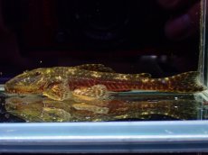 画像1: 【淡水魚】【通販】雄 超激レア No1 パレイオラフィス ロフィア セアラ産 ワイルド【個体販売】(±9cm)(ロリカリア(生体)(熱帯魚)NKRK (1)