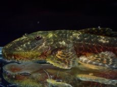 画像2: 【淡水魚】【通販】雄 超激レア No1 パレイオラフィス ロフィア セアラ産 ワイルド【個体販売】(±9cm)(ロリカリア(生体)(熱帯魚)NKRK (2)