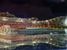 画像3: 【淡水魚】【通販】雄 超激レア No1 パレイオラフィス ロフィア セアラ産 ワイルド【個体販売】(±9cm)(ロリカリア(生体)(熱帯魚)NKRK (3)