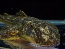画像4: 【淡水魚】【通販】雄 超激レア No1 パレイオラフィス ロフィア セアラ産 ワイルド【個体販売】(±9cm)(ロリカリア(生体)(熱帯魚)NKRK (4)