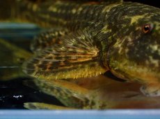 画像5: 【淡水魚】【通販】雄 超激レア No1 パレイオラフィス ロフィア セアラ産 ワイルド【個体販売】(±9cm)(ロリカリア(生体)(熱帯魚)NKRK (5)
