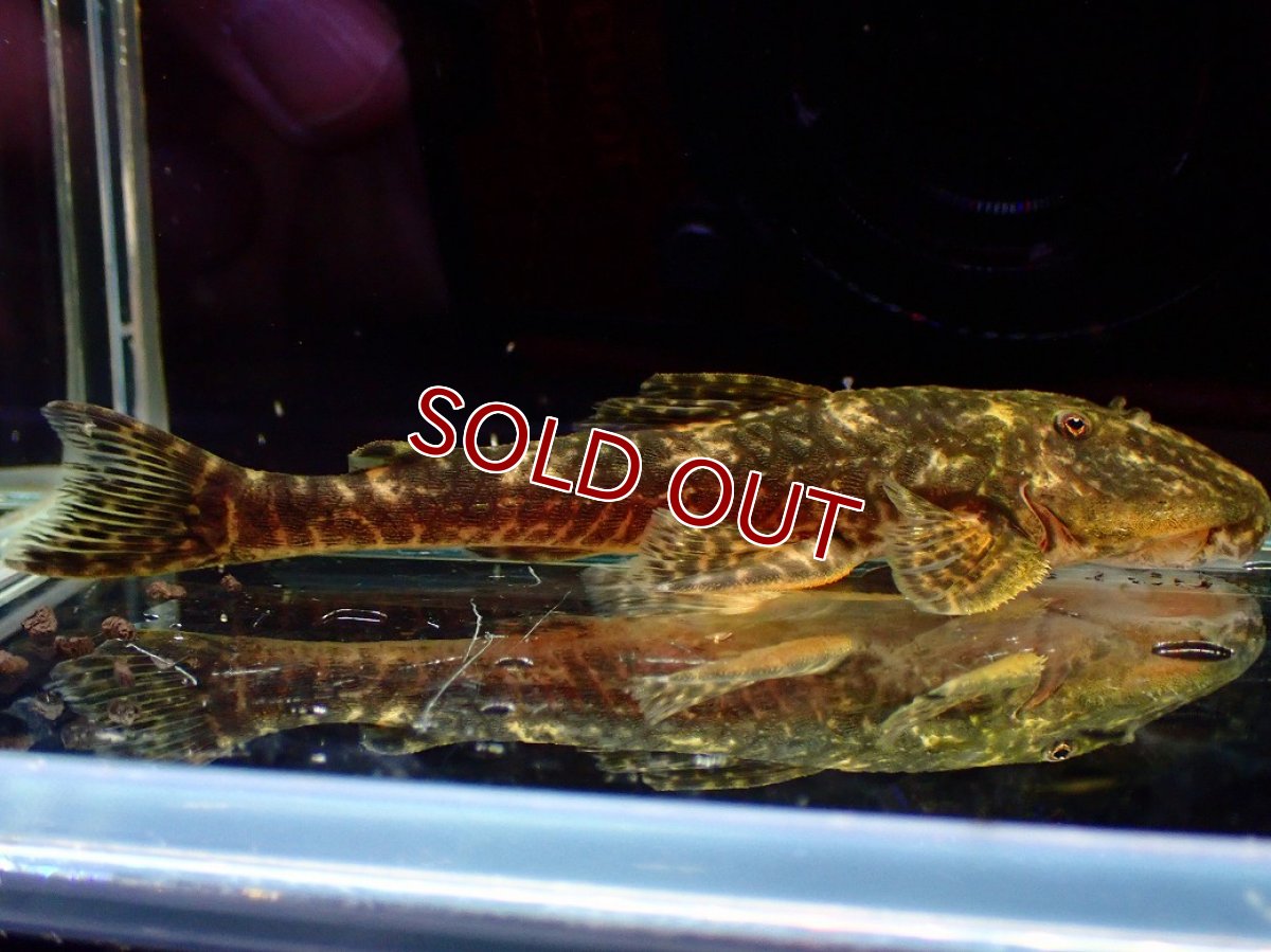 画像6: 【淡水魚】【通販】雄 超激レア No1 パレイオラフィス ロフィア セアラ産 ワイルド【個体販売】(±9cm)(ロリカリア(生体)(熱帯魚)NKRK (6)