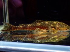 画像6: 【淡水魚】【通販】雄 超激レア No1 パレイオラフィス ロフィア セアラ産 ワイルド【個体販売】(±9cm)(ロリカリア(生体)(熱帯魚)NKRK (6)
