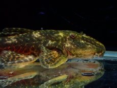 画像7: 【淡水魚】【通販】雄 超激レア No1 パレイオラフィス ロフィア セアラ産 ワイルド【個体販売】(±9cm)(ロリカリア(生体)(熱帯魚)NKRK (7)