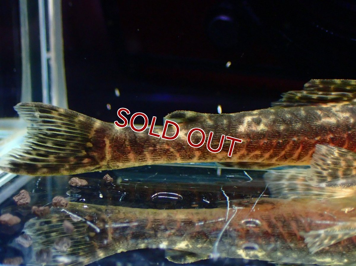 画像8: 【淡水魚】【通販】雄 超激レア No1 パレイオラフィス ロフィア セアラ産 ワイルド【個体販売】(±9cm)(ロリカリア(生体)(熱帯魚)NKRK (8)