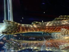 画像8: 【淡水魚】【通販】雄 超激レア No1 パレイオラフィス ロフィア セアラ産 ワイルド【個体販売】(±9cm)(ロリカリア(生体)(熱帯魚)NKRK (8)