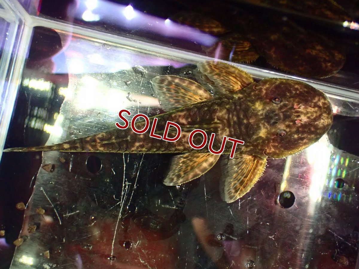 画像9: 【淡水魚】【通販】雄 超激レア No1 パレイオラフィス ロフィア セアラ産 ワイルド【個体販売】(±9cm)(ロリカリア(生体)(熱帯魚)NKRK (9)