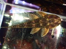画像9: 【淡水魚】【通販】雄 超激レア No1 パレイオラフィス ロフィア セアラ産 ワイルド【個体販売】(±9cm)(ロリカリア(生体)(熱帯魚)NKRK (9)