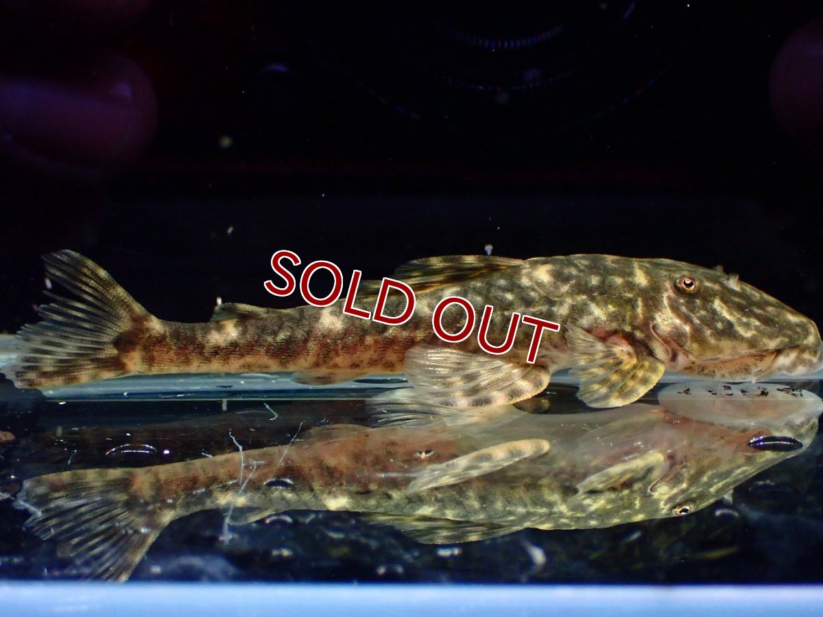 画像1: 【ボーナスセール 30%OFFクーポン対応】【淡水魚】【通販】雌 超激レア No2 パレイオラフィス ロフィア セアラ産 ワイルド【個体販売】(±8cm)(ロリカリア(生体)(熱帯魚)NKRK (1)