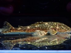 画像1: 【淡水魚】【通販】雌 超激レア No2 パレイオラフィス ロフィア セアラ産 ワイルド【個体販売】(±8cm)(ロリカリア(生体)(熱帯魚)NKRK (1)