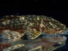 画像2: 【淡水魚】【通販】雌 超激レア No2 パレイオラフィス ロフィア セアラ産 ワイルド【個体販売】(±8cm)(ロリカリア(生体)(熱帯魚)NKRK (2)