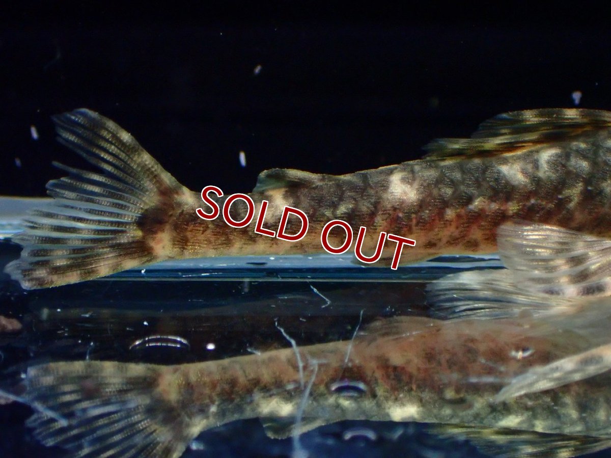 画像3: 【ボーナスセール 30%OFFクーポン対応】【淡水魚】【通販】雌 超激レア No2 パレイオラフィス ロフィア セアラ産 ワイルド【個体販売】(±8cm)(ロリカリア(生体)(熱帯魚)NKRK (3)