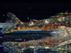画像3: 【淡水魚】【通販】雌 超激レア No2 パレイオラフィス ロフィア セアラ産 ワイルド【個体販売】(±8cm)(ロリカリア(生体)(熱帯魚)NKRK (3)
