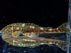 画像4: 【淡水魚】【通販】雌 超激レア No2 パレイオラフィス ロフィア セアラ産 ワイルド【個体販売】(±8cm)(ロリカリア(生体)(熱帯魚)NKRK (4)