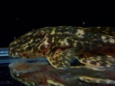 画像5: 【淡水魚】【通販】雌 超激レア No2 パレイオラフィス ロフィア セアラ産 ワイルド【個体販売】(±8cm)(ロリカリア(生体)(熱帯魚)NKRK (5)