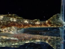 画像6: 【淡水魚】【通販】雌 超激レア No2 パレイオラフィス ロフィア セアラ産 ワイルド【個体販売】(±8cm)(ロリカリア(生体)(熱帯魚)NKRK (6)