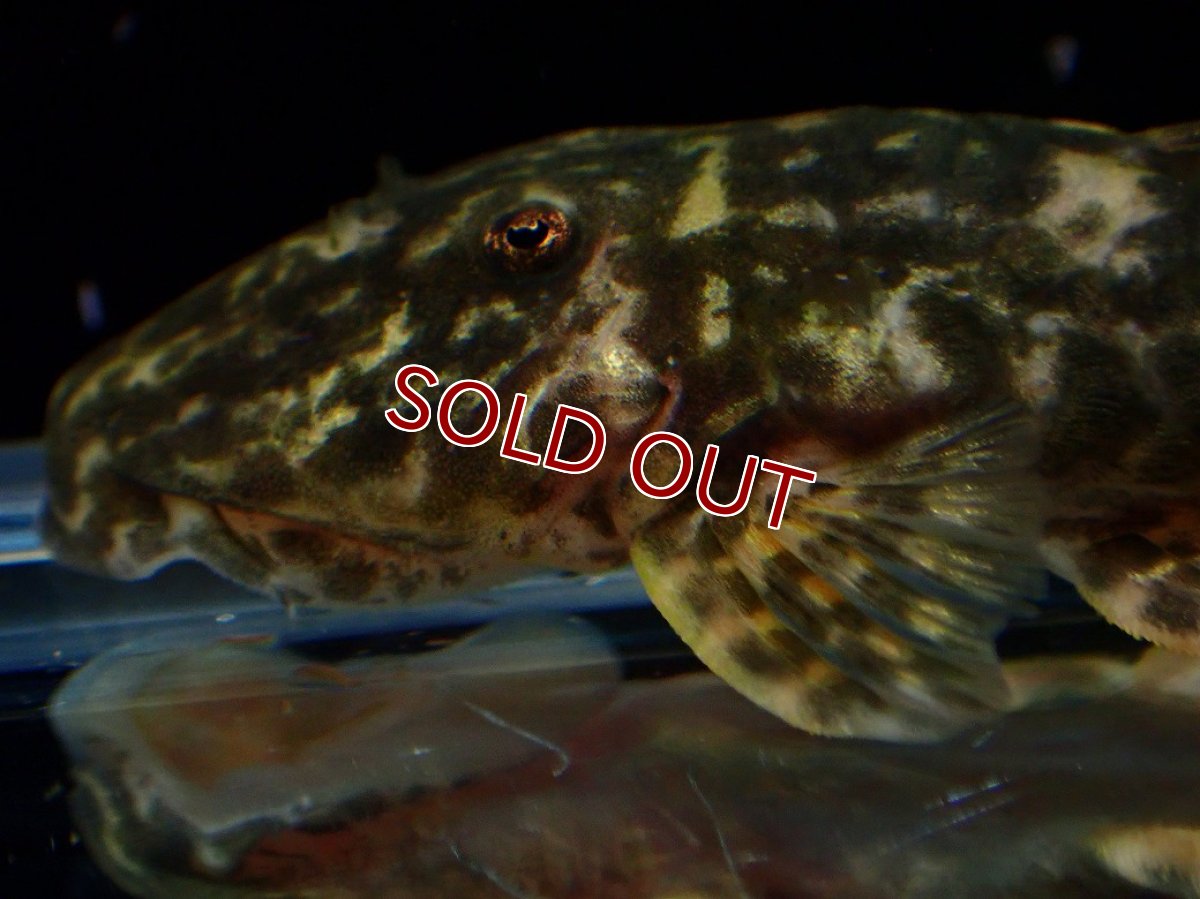 画像7: 【ボーナスセール 30%OFFクーポン対応】【淡水魚】【通販】雌 超激レア No2 パレイオラフィス ロフィア セアラ産 ワイルド【個体販売】(±8cm)(ロリカリア(生体)(熱帯魚)NKRK (7)