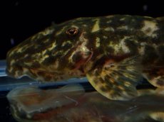 画像7: 【淡水魚】【通販】雌 超激レア No2 パレイオラフィス ロフィア セアラ産 ワイルド【個体販売】(±8cm)(ロリカリア(生体)(熱帯魚)NKRK (7)