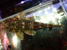 画像8: 【淡水魚】【通販】雌 超激レア No2 パレイオラフィス ロフィア セアラ産 ワイルド【個体販売】(±8cm)(ロリカリア(生体)(熱帯魚)NKRK (8)