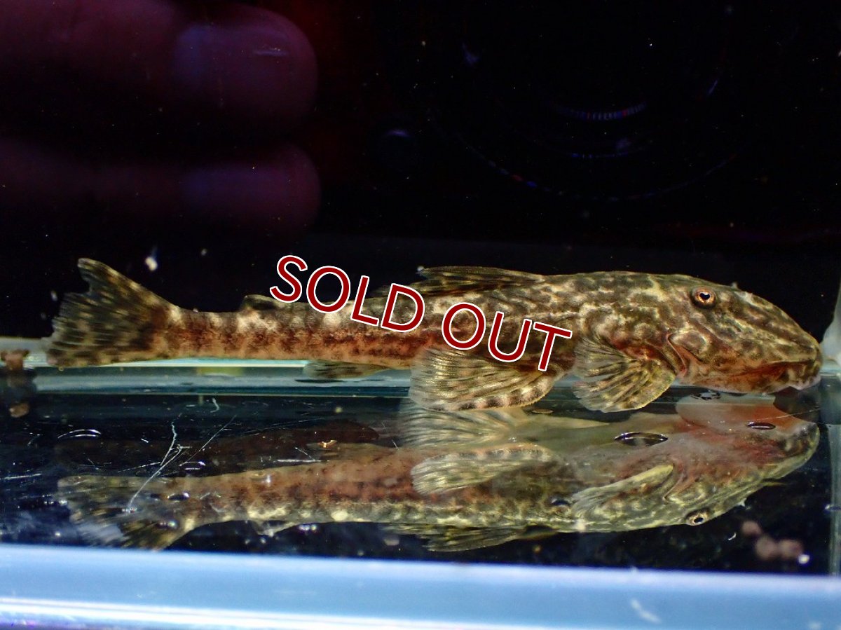 画像1: 【特売】【淡水魚】【通販】雌 超激レア No3 パレイオラフィス ロフィア セアラ産 ワイルド【個体販売】(±8cm)(ロリカリア(生体)(熱帯魚)NKRK (1)
