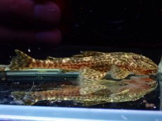 画像1: 【淡水魚】【通販】雌 超激レア No3 パレイオラフィス ロフィア セアラ産 ワイルド【個体販売】(±8cm)(ロリカリア(生体)(熱帯魚)NKRK (1)