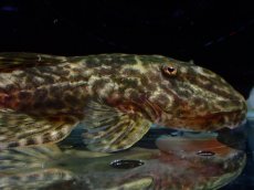 画像2: 【淡水魚】【通販】雌 超激レア No3 パレイオラフィス ロフィア セアラ産 ワイルド【個体販売】(±8cm)(ロリカリア(生体)(熱帯魚)NKRK (2)