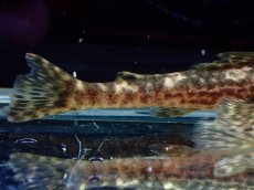 画像3: 【淡水魚】【通販】雌 超激レア No3 パレイオラフィス ロフィア セアラ産 ワイルド【個体販売】(±8cm)(ロリカリア(生体)(熱帯魚)NKRK (3)
