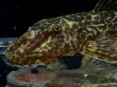 画像4: 【淡水魚】【通販】雌 超激レア No3 パレイオラフィス ロフィア セアラ産 ワイルド【個体販売】(±8cm)(ロリカリア(生体)(熱帯魚)NKRK (4)