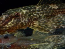 画像5: 【淡水魚】【通販】雌 超激レア No3 パレイオラフィス ロフィア セアラ産 ワイルド【個体販売】(±8cm)(ロリカリア(生体)(熱帯魚)NKRK (5)