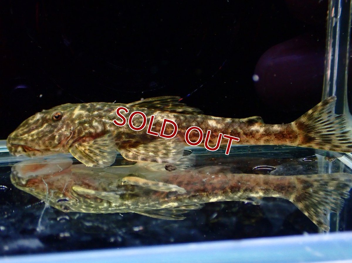 画像6: 【特売】【淡水魚】【通販】雌 超激レア No3 パレイオラフィス ロフィア セアラ産 ワイルド【個体販売】(±8cm)(ロリカリア(生体)(熱帯魚)NKRK (6)
